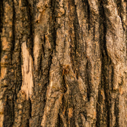 Woody